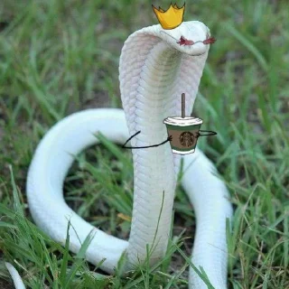 🐍 emoji У нас есть ручки :D Telegram sticker 24 of 55