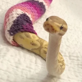 🐍 emoji У нас есть ручки :D Telegram sticker 17 of 55