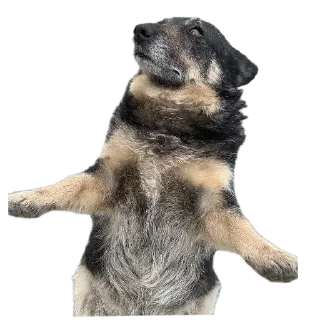 🐶 emoji gav gav Telegram sticker 6 of 11