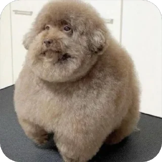 🐕 emoji что ты выберешь… Telegram sticker 11 of 62
