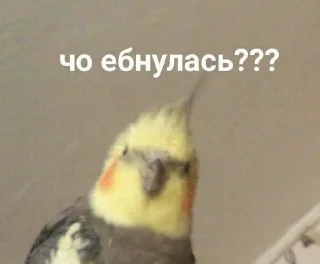 😐 emoji Заёб Telegram sticker 24 of 29