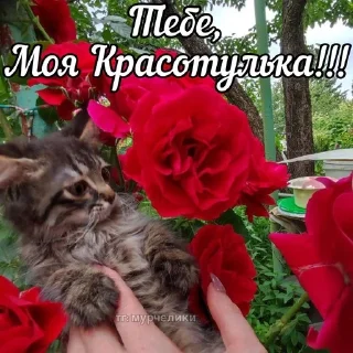 🌹 emoji от мирки💋 Telegram sticker 6 of 98