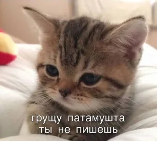 😢 emoji Котики <3 Telegram sticker 7 of 109