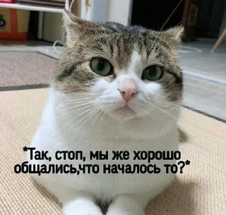 🧐 emoji Котики <3 Telegram sticker 19 of 109