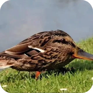 🐦 emoji нарко витаминки Telegram sticker 11 of 119