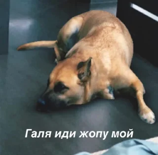 💩 emoji людочка проблюйся Telegram sticker 10 of 15
