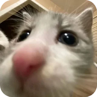 🐱 emoji Крутой стикер пак Telegram sticker 21 of 87