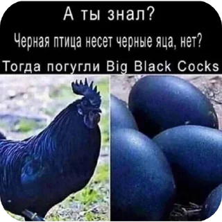 🐦 emoji Крутой стикер пак Telegram sticker 8 of 87