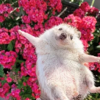 🤗 emoji Для прекрасной Алёны♡ Telegram sticker 11 of 81