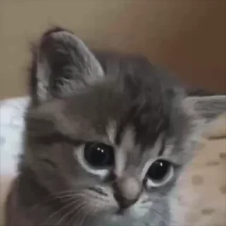 😔 emoji милашки Telegram sticker 9 of 49