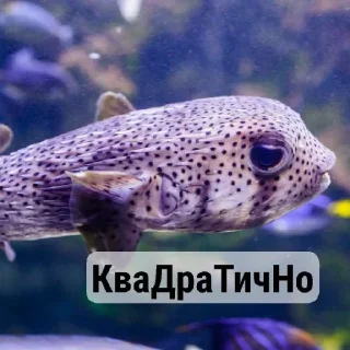 🤩 emoji Стики на все случаи жизни Telegram sticker 9 of 39