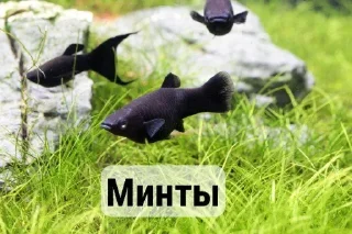 🤩 emoji Стики на все случаи жизни Telegram sticker 10 of 39