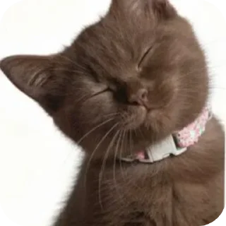 🐱 emoji БОЛЬШЕ ⇨ @CLOOBHUB КОТЫ СТИКЕРЫ ТЕЛЕГРАМ КОТ МЕМ Telegram sticker 18 of 55