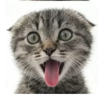 🐱 emoji БОЛЬШЕ ⇨ @CLOOBHUB КОТЫ СТИКЕРЫ ТЕЛЕГРАМ КОТ МЕМ Telegram sticker 11 of 55