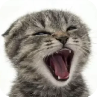 🐱 emoji БОЛЬШЕ ⇨ @CLOOBHUB КОТЫ СТИКЕРЫ ТЕЛЕГРАМ КОТ МЕМ Telegram sticker 12 of 55