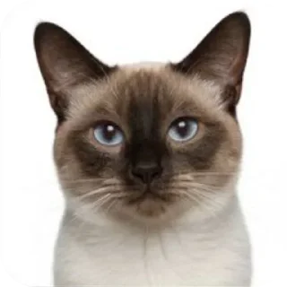 🐱 emoji БОЛЬШЕ ⇨ @CLOOBHUB КОТЫ СТИКЕРЫ ТЕЛЕГРАМ КОТ МЕМ Telegram sticker 23 of 55