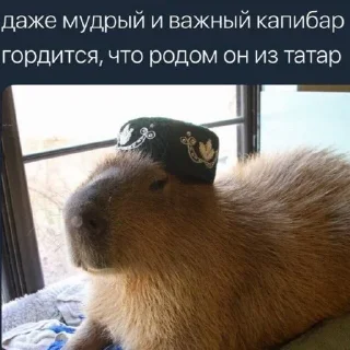 💪 emoji татары сила леее Telegram sticker 20 of 26