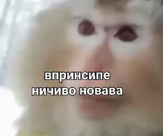 👨‍✈️ emoji Стикеры 👉 @animokubot Telegram sticker 22 of 50