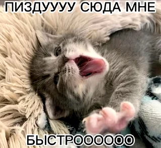 😋 emoji @FULLSITION <- БОЛЬШЕ Telegram sticker 13 of 120