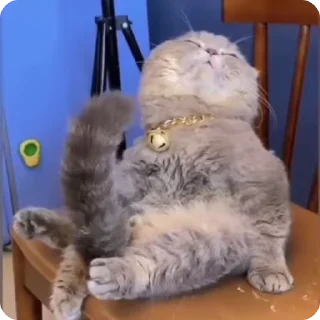 💪 emoji FunnyCats Telegram sticker 5 of 95
