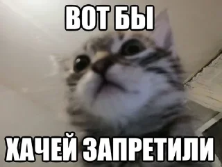 🤕 emoji Агрессивные котики Telegram sticker 13 of 35