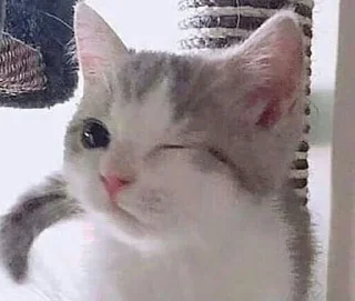 😉 emoji <°meowy°> Telegram sticker 7 of 48