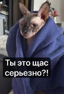 🌟 emoji Котовздор😸 @katherine_rine Telegram sticker 11 of 48