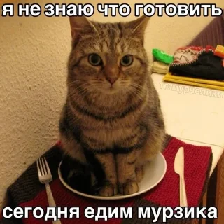 😋 emoji Супер котики Telegram sticker 23 of 37
