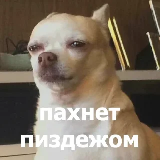 🤔 emoji Маруська что-то мутит Telegram sticker 8 of 120