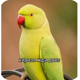🐦 emoji Жди докс Telegram sticker 7 of 9