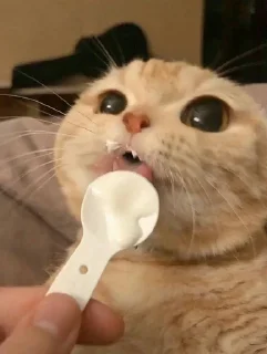 🤤 emoji Гроб котиков. Telegram sticker 6 of 60
