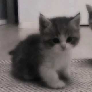 🥺 emoji Гроб котиков. Telegram sticker 17 of 60