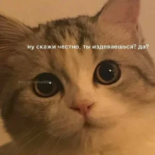 😡 emoji Люблю мемы с котами Telegram sticker 9 of 45