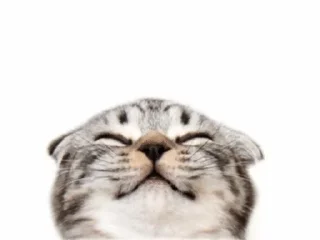 🌟 emoji kotyay :: @wik200000 Telegram sticker 5 of 34