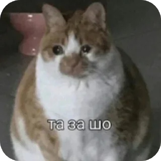 🐱 emoji Мемасики Telegram sticker 12 of 108