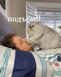 😡 emoji котеки Telegram sticker 6 of 16