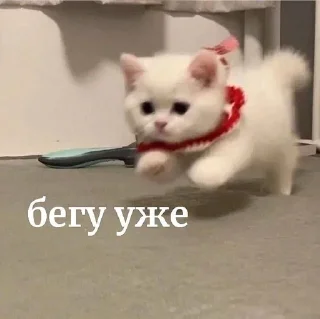 🫣 emoji котеки Telegram sticker 11 of 16
