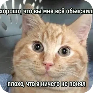 🐱 emoji Мемасики Telegram sticker 14 of 108
