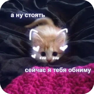 🐱 emoji Мемасики Telegram sticker 19 of 108