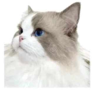 🐱 emoji кисики Telegram sticker 9 of 33