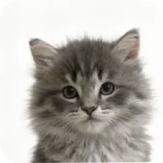 🐱 emoji кисики Telegram sticker 19 of 33