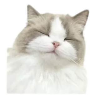 🐱 emoji кисики Telegram sticker 5 of 33