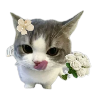 🐱 emoji meowwemii Telegram sticker 22 of 30