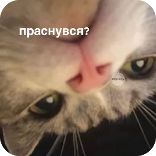 🐱 emoji ❦ Telegram sticker 19 of 24