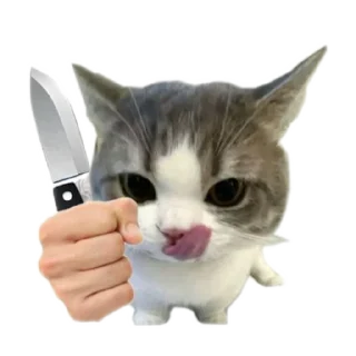 🐱 emoji meowwemii Telegram sticker 15 of 30
