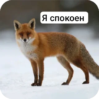 🐶 emoji Memes Telegram sticker 20 of 37