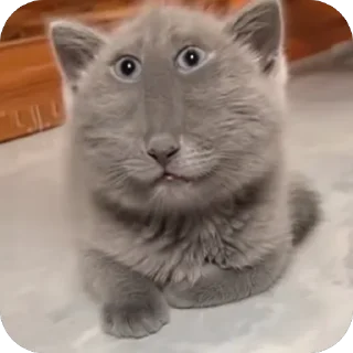 🫥 emoji дишкинв стики Telegram sticker 23 of 71