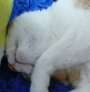 🙂 emoji рыжик легенда Telegram sticker 11 of 19