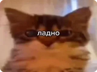 🌟 emoji гифки, но стикеры Telegram sticker 23 of 23
