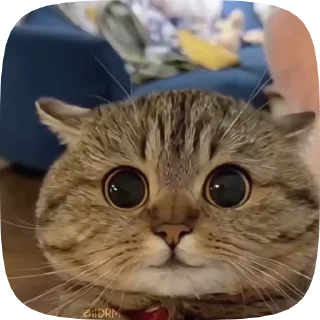 😊 emoji 🐾 𝐩𝐚𝐜𝐤 ᴰᴿᴹ @IIDRM Telegram sticker 17 of 56